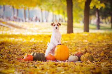 pumpkin jack russell
