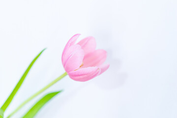 Detail of tulip petals on white background. Selective focus.