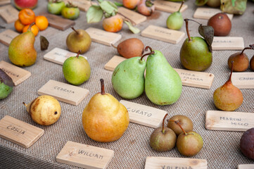 Different species of pears, on a table. Varieties of fruits and biological diversity concept..