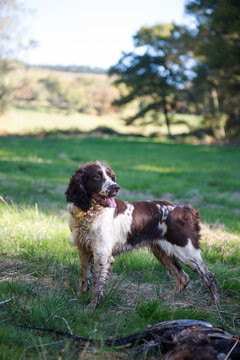 Springer Spaniel hunting ducks in the countryside in France