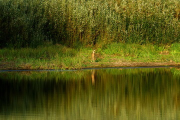 Obraz premium Roe deer near the water