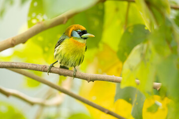 The red-headed barbet (Eubucco bourcierii) is a species of bird in the family Capitonidae. It is found in humid highland forest in Costa Rica and Panama, as well as the Andes in western Venezuela
