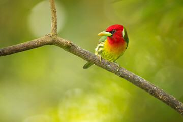 The red-headed barbet (Eubucco bourcierii) is a species of bird in the family Capitonidae. It is found in humid highland forest in Costa Rica and Panama, as well as the Andes in western Venezuela
