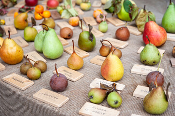 Fototapeta na wymiar Different species of pears, on a table. Varieties of fruits and biological diversity concept..
