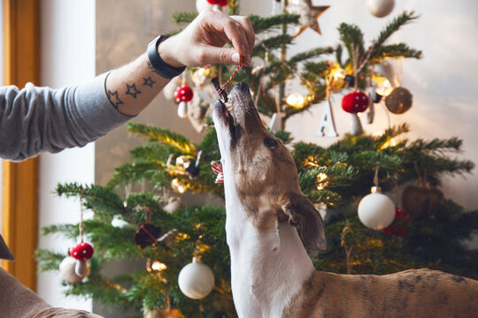 Christmas Tree and Lovely Dog Eating a Crunchy Jerky Decoration
