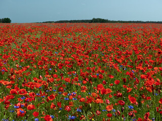 Obraz premium field with blooming poppies
