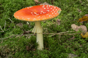 älterer Fliegenpilz mit flachem Schirm