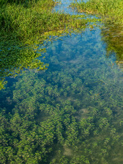 Pflanzen unter Wasser in einem Bach