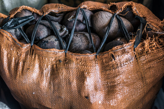Sacks of Copra (Dried Coconut Meat for Oil Extraction)