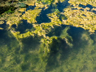 Fototapeta na wymiar Pflanzen unter Wasser in einem Bach