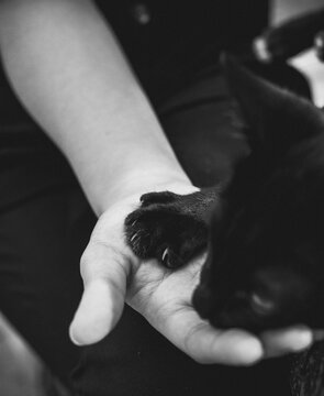 Black Cat