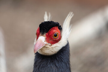Portrait of Brown eared pheasant. Head of a Blue Eared-Pheasant.	