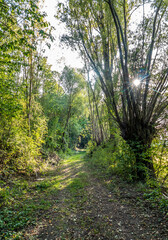 Lichtstrahlen auf dem Waldweg