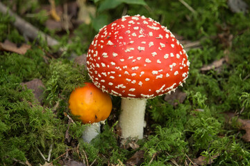 großer und kleiner Fliegenpilz im Moos