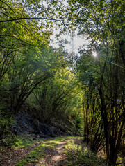 Lichtstrahlen auf dem Waldweg