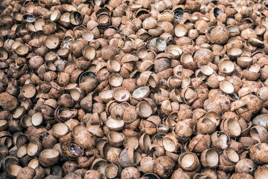 Coconut Shell By-Product after Copra Meat is Removed