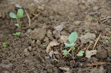 bunch the small ripe green cabbage plant seedlings in the garden.