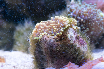 colorful ricordea yuma in reef aquarium © Andreas