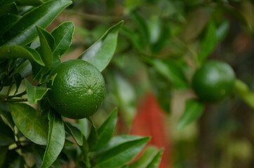 the green ripe orange with leaves and branch in the garden.
