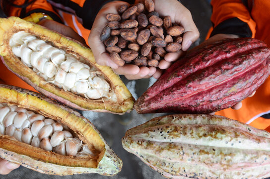 Comparison of dry cocoa beans and cocoa pods just harvested from the tree