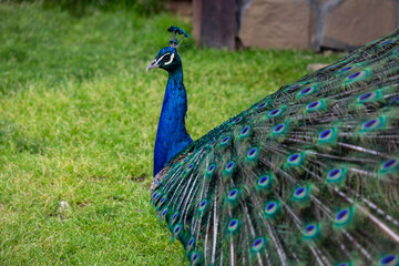 Portrait of beautiful peacock. Close-Up Of Peacock With Fanned Out Feathers.