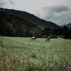 Fototapeta premium Elk in the meadow 