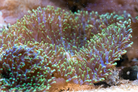 colorful ricordea yuma in reef aquarium