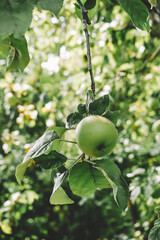 apple on tree