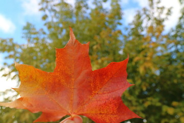 Red maple leaf with blurred of colorful tree leaves and blue sky background. Nature in autumn background concept.