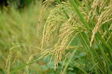 the green ripe paddy plant grains in the field meadow