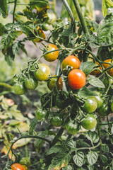 tomatoes on the vine