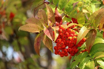 A bunch of red rowan with red berries and colorful leaves in autumn. Nature concept.