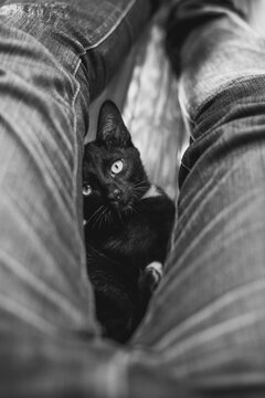 Black Cat