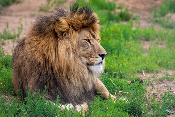Obraz na płótnie Canvas Portrait of a male lion. Closeup shot of a powerful lion laying on the ground.