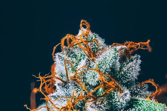 Lemon OG Kush