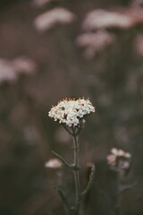 butterfly on a flower