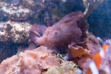 Fototapeta na wymiar colorful ricordea yuma in reef aquarium