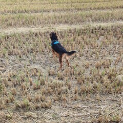 pheasant in the field