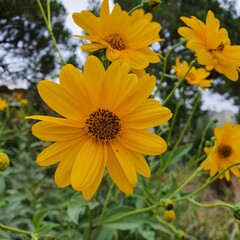 yellow flower in the garden