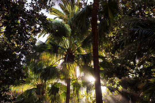 Sun penetrating palm trees