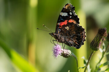 Admiral mit geschlossenen Flügeln auf einer Distelblüte