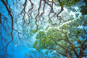 Bottom view of tree with space between the two branches. Beautiful summer forest, vivid green rich, lush foliage of Tropical forest.