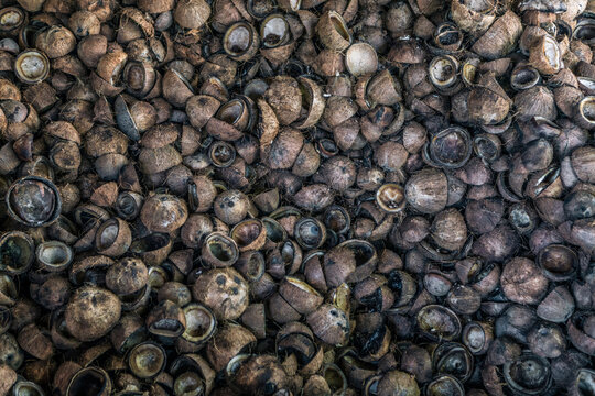 Dried Coconut Copra Ready to be Taken out of Shell