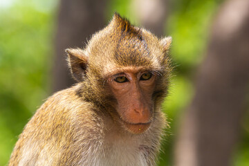  portrait monkey
