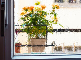 rose bush in a flower pot on balkon during the rain