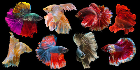 Set of beautiful eight betta fish, Collection in varies movement of multi color Siamese fighting fish, Halfmoon betta (Rosetail), Rhythmic of betta splendens isolated on black background.