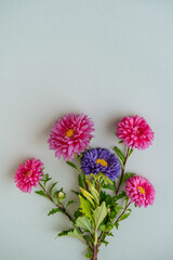Aster flowers on a light background