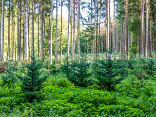 Obraz premium Wiederaufforstung im Nadelwald