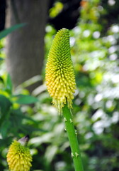 Close up of a poker-shaped flowerhead of yellow flowers on a tall stalk of common marsh poker (Kniphofia linearifolia Baker), native to southern Africa in the botanical garden of Amsterdam  