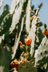 Blooming cactus flower